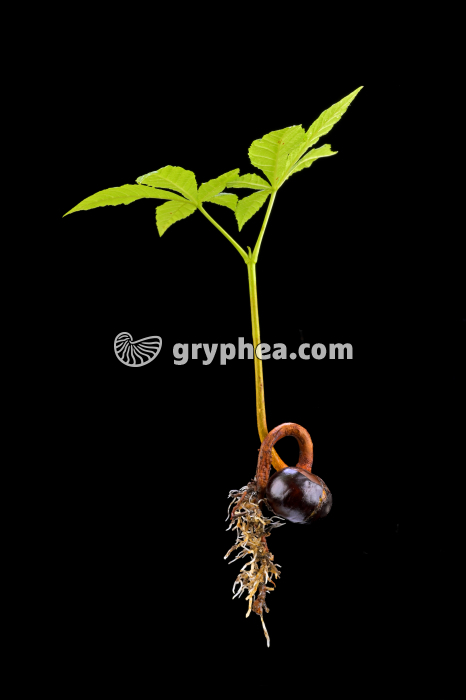 Marronnier - Jeune plant entier (Aesculus hippocastanum) - gryphea.org